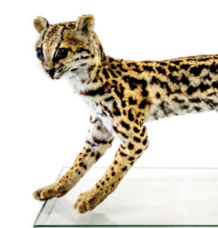 Jaguatirica taxidermizada  (<i>Leopardus pardalis</i>)